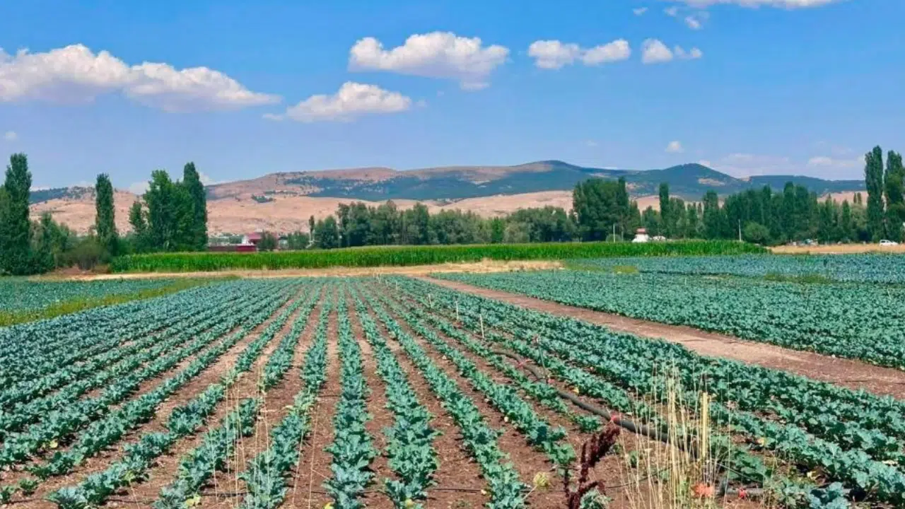 Sinanpaşa’da brokoli tarlaları mercek altında! Üreticilere önemli uyarılar