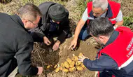 Afyon'da patates tarlalarında hasat öncesi saha mesaisi devam ediyor