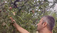 Çay’da meyve bahçelerinde hastalık ve zararlı taraması