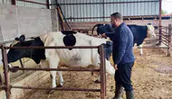 Afyonkarahisar’da şap hastalığına karşı aşılama mesaisi
