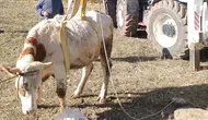 Afyon’da Kuyuya Düşen Büyükbaş Hayvan İçin Ekipler Seferber Oldu!