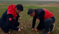 Sultandağı’nda hububat üretimi için tarlalarda kontrol başladı