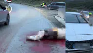 Otomobil ata çarptı! Kopan bacağı araca saplandı
