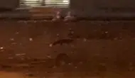 Şehrin ortasında şaşırtan görüntü! Aç kalan tilki mahalleye indi, vatandaşın tepkisi tebessüm ettirdi!