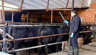 Afyonkarahisar’da damızlık sığırlara yönelik tespit çalışmaları sürüyor