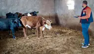 Bayat’ta hayvan destekleri mercek altında: Saha kontrolleri sürüyor