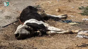Bu Görüntülerin İzahı Olamaz! Bolvadin’de Hayvan Leşleri Tepki Çekti