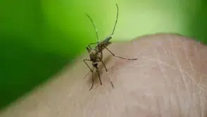 Batı Nil virüsü nedir, nasıl bulaşır? Batı Nil virüsü Yunanistan’da kaç kişide görüldü, tehlikeli mi?