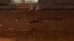Şehrin ortasında şaşırtan görüntü! Aç kalan tilki mahalleye indi, vatandaşın tepkisi tebessüm ettirdi!