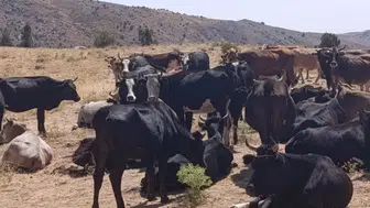 Çay’da yerli kara sığırları için sahaya inildi
