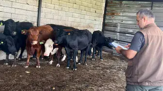 Afyonkarahisar’da hayvancılığa destek sürüyor