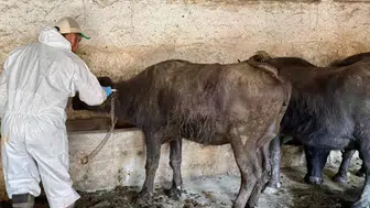 Çay’da büyükbaş hayvanlar için şap mesaisi: Aşılama çalışması yapıldı