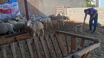Başmakçı’da küçükbaş hayvanlar tek tek kayıt altına alınıyor