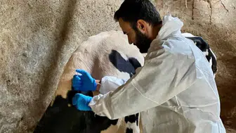 Bolvadin, Çay ve Evciler’de hayvancılık işletmeleri denetlendi