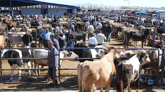 Çayırbağ Hayvan Pazarı’nda şap alarmı: Satışlar geçici olarak durduruldu
