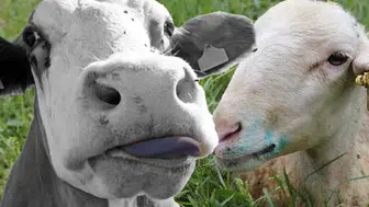 Mavi dil hastalığı nedir, belirtileri neler? Mavi dil hastalığı nasıl bulaşır, insanlara geçer mi?