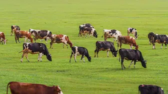 Büyükbaş ve Küçükbaş Hayvan Sayısı Belli Oldu! İşte Detaylar...