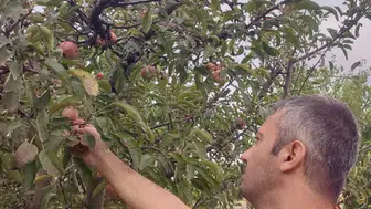Çay’da meyve bahçelerinde hastalık ve zararlı taraması