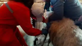 Evciler’de Küçükbaş Hayvanlara Aşılama ve Kimliklendirme Uygulaması