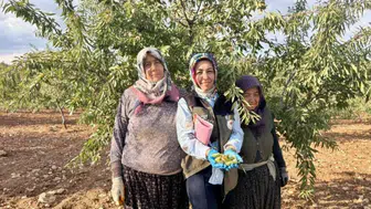 Afyon’da meyve bahçeleri mercek altında: Hastalık riski için numuneler alındı