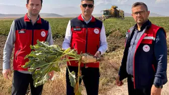 Afyon'da şeker pancarı hasadı mercek altında