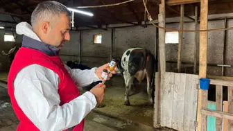 İhsaniye’de büyükbaş hayvanlar şapa karşı aşılanıyor
