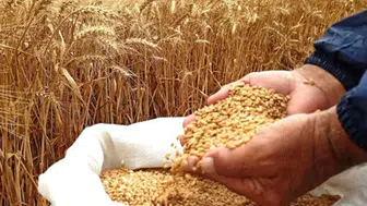 Afyonkarahisar’da üreticiye buğday desteği
