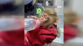 Baskında Eee geçirilen nesli tükenmekte olan maymunun görüntüleri tebessüm ettirdi!