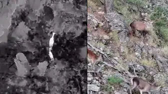 Akdağ’da termal dronlarla kızıl geyik takibi: Yaban hayatı mercek altında