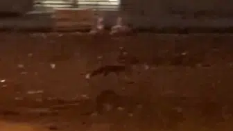 Şehrin ortasında şaşırtan görüntü! Aç kalan tilki mahalleye indi, vatandaşın tepkisi tebessüm ettirdi!