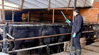 Afyonkarahisar’da damızlık sığırlara yönelik tespit çalışmaları sürüyor