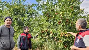 Başmakçı’da hünnap bahçelerinde hasat öncesi inceleme