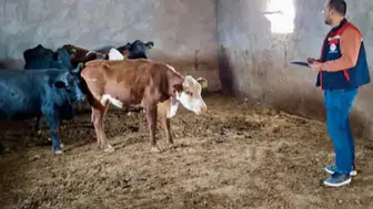 Bayat’ta hayvan destekleri mercek altında: Saha kontrolleri sürüyor