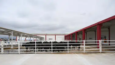 AKÜ AMANDA ürünleri yaygınlaşıyor: Manda sütü, kaymak ve yoğurt daha fazla noktada