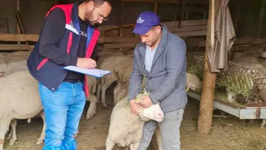 Bayat’ta koyun işletmeleri mercek altında: Proje kapsamındaki kontroller sürüyor