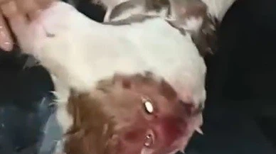Afyonkarahisar’da Doğan Çift Başlı Buzağı Sadece 4 Saat Yaşayabildi