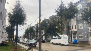 10 Yıllık Çam Ağacı Rüzgarın Şiddetine Dayanamadı