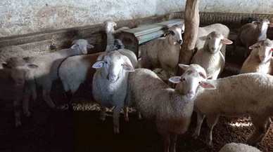 Büyük ve Küçükbaş Hayvan Sevkiyatı Durduruldu