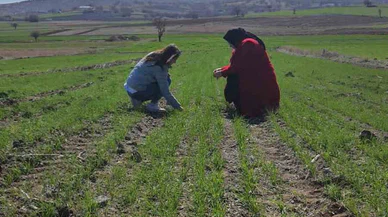 Arpa ve Buğday Verimliliği İncelendi