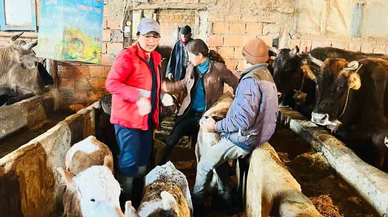 Büyükbaş Hayvanlara Şap Aşısı Uygulaması Devam Ediyor