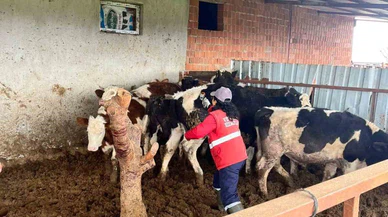 Şap Hastalığına Karşı Alınan Önlemler Devam Ediyor