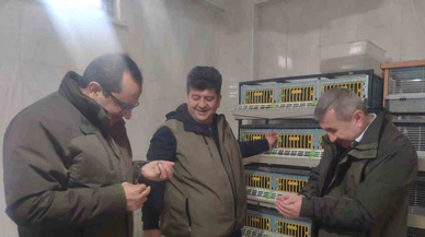 Keklik Yavruları Kuluçkadan Çıkmaya Başladı