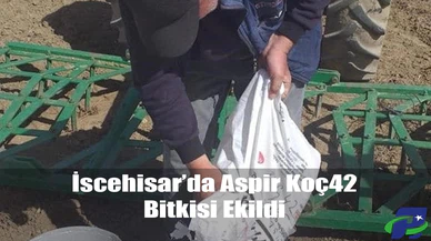 İscehisar’da Aspir Koç42 Bitkisi Ekildi