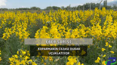 Dünyada Bir Tek Eber Bölgesinde Yetişen Çiçeği Koparmanın Cezası Dudak Uçuklatıyor