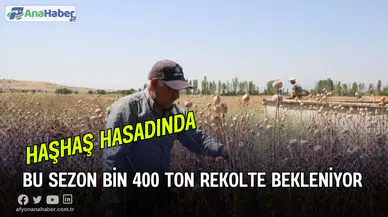 Haşhaş Hasadı Devam Ediyor