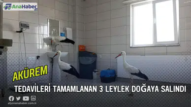 Tedavileri Tamamlanan 3 Leylek Doğaya Salındı
