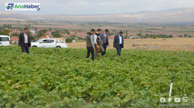 FASULYE HASADI BU YIL 16 BİN TON OLARAK GERÇEKLEŞTİ