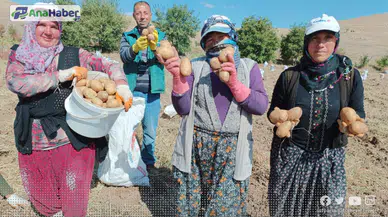 ‘AGRİA’ CİNSİ PATATESTE HASAT BAŞLADI