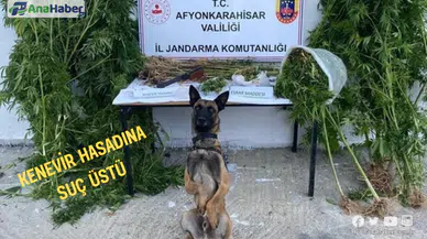 KENEVİR HASADI YAPARKEN SUÇÜSTÜ YAPILDI