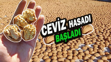 Dinar’da Ceviz Hasadı Başladı